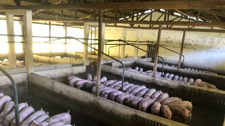 Pestă porcină la o fermă din Timiș, unde 39.000 de animale vor fi sacrificate. Ce spune prefectul despre situația de acolo
