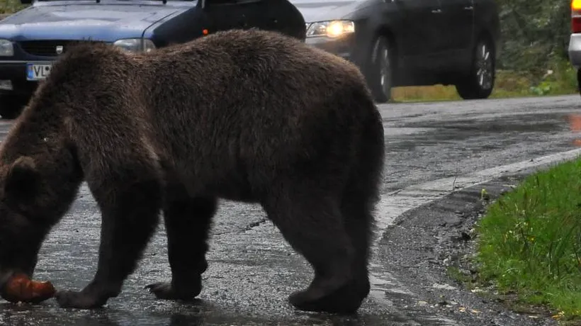 Urs agresiv și pentru care există permisiunea de a fi împușcat, liber în pădurile din Prahova