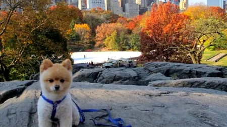 GALERIE FOTO. Cum a ajuns un cățel miza unui proces de 500.000 de dolari