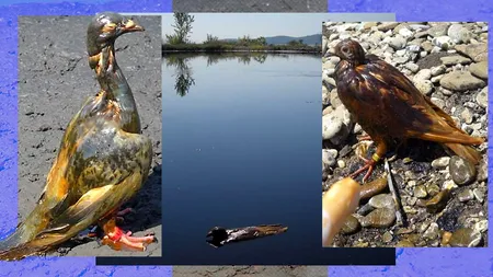 ”BALTA MORȚII” de lângă Ploiești. Imagini șocante cu porumbei negri de păcură, fără suflare sau în agonie, după ce ies din reziduurile petroliere