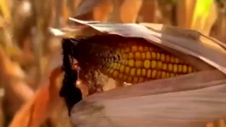 Seceta SCUMPEȘTE carnea. Porumbul, principala sursă de hrană pentru animale, este calamitat aproape în totalitate