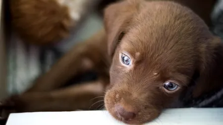 Șase câini au fost găsiți împușcați, pe marginea unui câmp din Suceava 