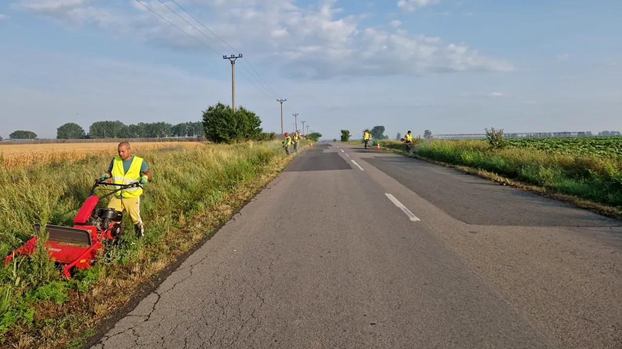 Activitățile de combatere și distrugere a ambroziei, dar și de cosire continuă în Ilfov (P)