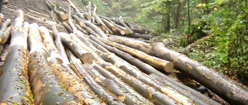 ACUZAȚII. Mihai Goţiu: Romsilva a intensificat tăierea pădurilor sănătoase
