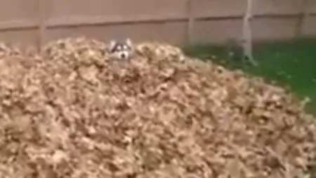 VIDEO: Reacția amuzantă a unui husky, după ce descoperă o grămadă de frunze uscate 