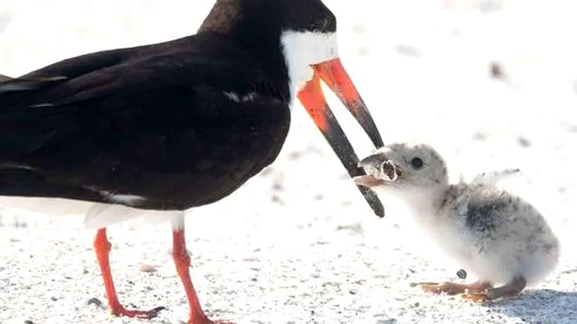 Imagini îngrijorătoare: O pasăre a fost surprinsă încercând să hrănească un pui cu un muc de țigară 