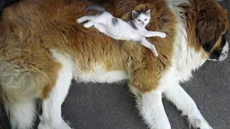 GALERIE FOTO. Animalele au descoperit perna perfectă 