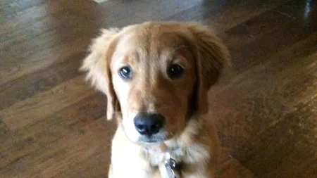 Un câine SALVEAZĂ o familie întreagă de la incendiu