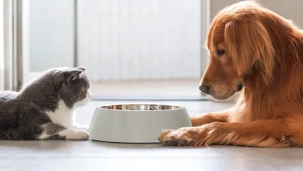 Cât te costă să crești o pisică VS un câine în 2026. Care este mai scump