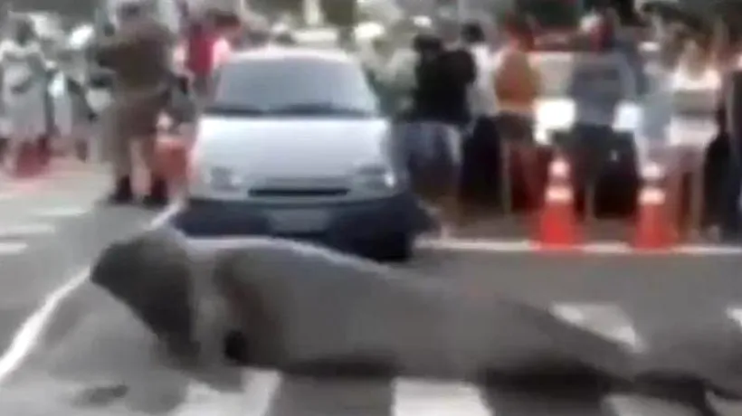 Apariția care a blocat traficul într-un oraș din Brazilia. Șoferii au fost uimiți. VIDEO