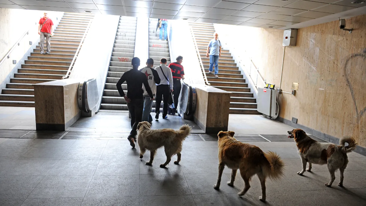 Primele obiective ale lui Oprescu - autostrada suspendată și câinii vagabonzi