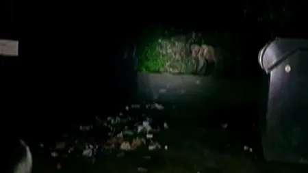 Un pui de urs rămas captiv într-un container, eliberat de jandarmi