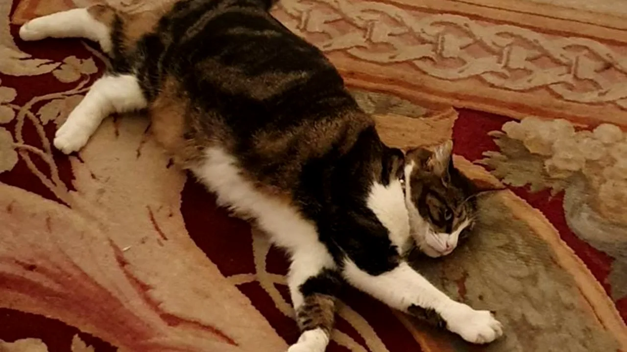 Ambasadorul român la Paris, întâlnire memorabilă la Ministerul Afacerilor Externe francez