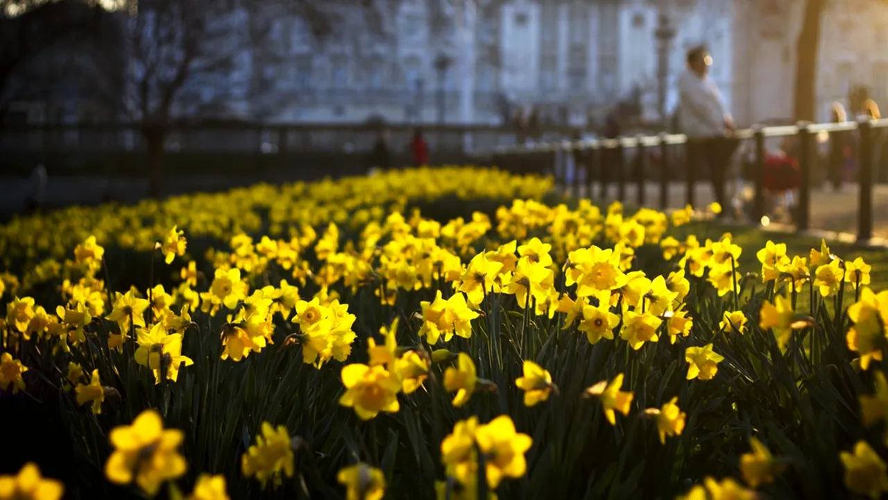 Pericolul din grădină. Top 5 cele mai otrăvitoare flori