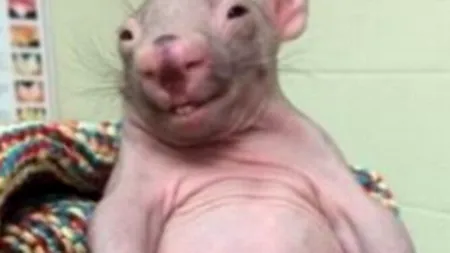 Un pui de wombat a devenit vedetă pe Internet. GALERIE FOTO