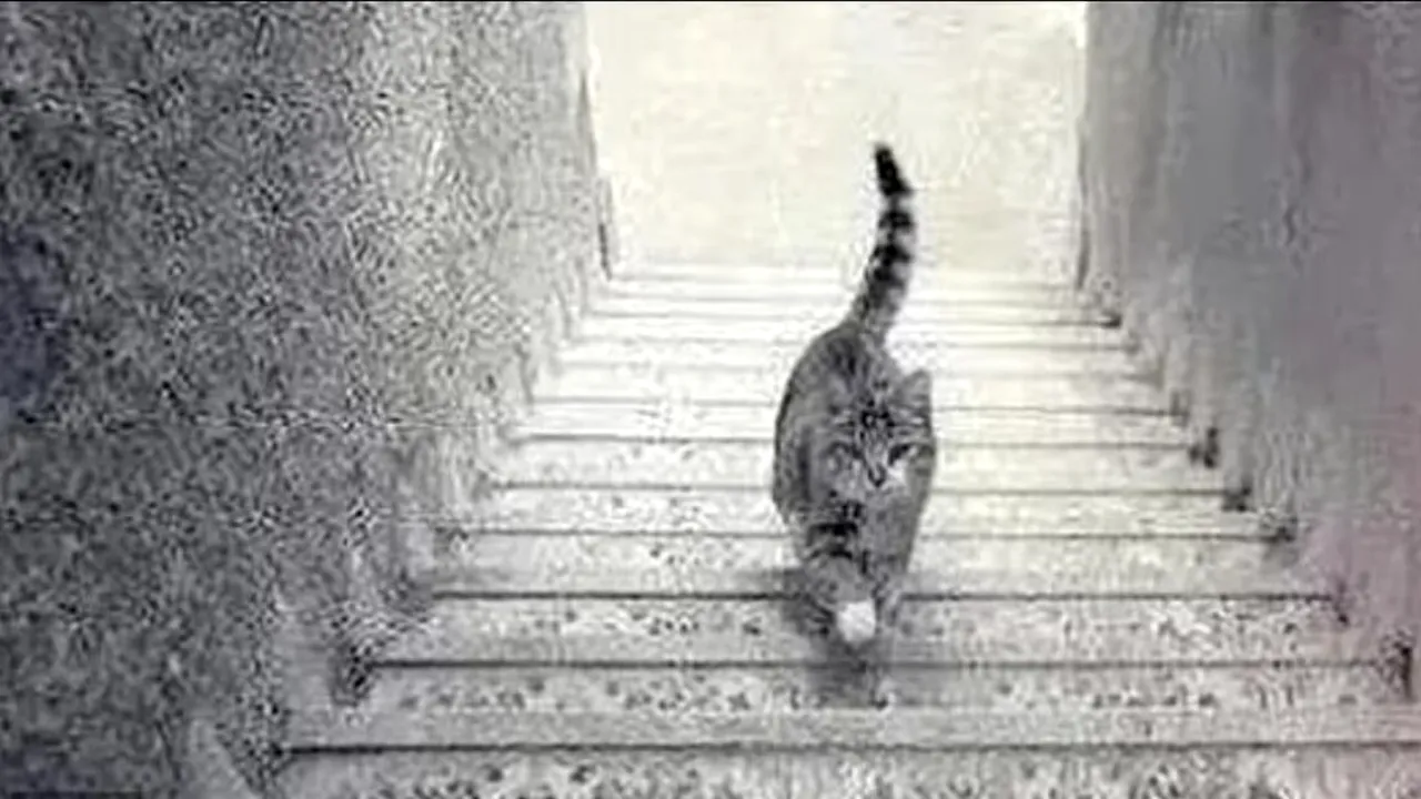 Test | Pisica de pe scări, iluzia care a înnebunit internetul. Felina urcă sau coboară treptele?