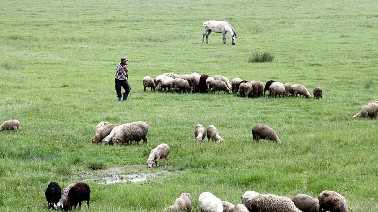 CAZ. Locuitorii unui sat din județul Galați, terorizați de un animal misterios care le-a atacat animalele