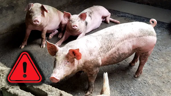 Fără porc pe masa de Crăciun? ANSVSA avertizează asupra riscului crescut de apariție a unor focare de boli