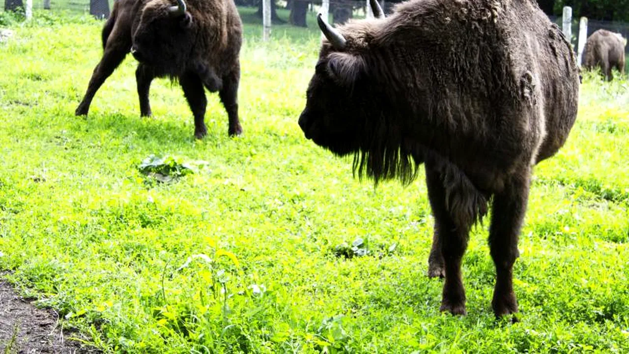 Un al șaptelea zimbru a murit în Rezervația Hațeg-Slivuț. Au mai rămas doar șase