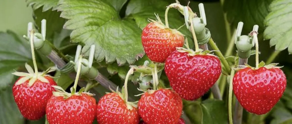 INCREDIBIL cu cât se vând căpșunile de toamnă / Cum a revoluționat modul în care se cultivă aceste fructe o fostă studentă la Agronomie