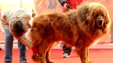 Cum au ajuns Mastiffii Tibetani din China, vânduți în trecut cu sume de 1,6 milioane de dolari, să fie abandonați pe străzi