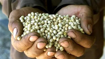 Răspunsul uimitor al unui susținător al organismelor modificate genetic atunci când a fost pus să bea erbicid