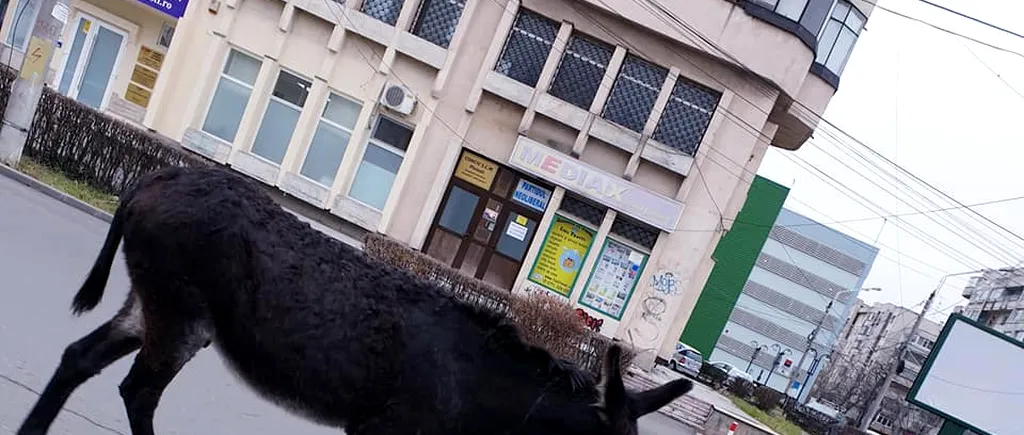 VIRALUL ZILEI | Măgar filmat pe străzile din centrul unui mare oraș din România, inclusiv în faţa Primăriei. „Candidează?”