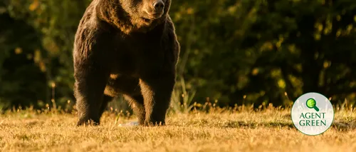Cel mai mare urs din Uniunea Europeană, ucis de un prinț austriac în Covasna / Reacția Ministerului Mediului - FOTO