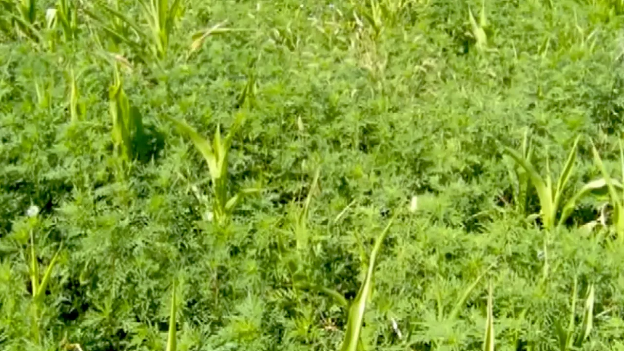 Ordin de guvern: ELIMINAȚI AMBROZIA! Amenzi de până la 20.000 de lei