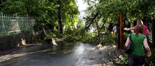 Doi copaci s-au prăbușit în Centrul Capitalei. Opt autoturisme au fost avariate