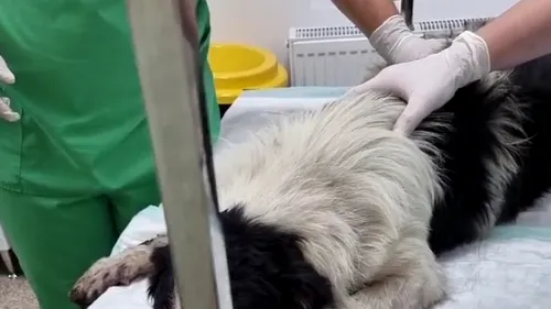 Un câine legat de un buldoexcavator, târât pe o șosea din Teleorman. Poliția Animalelor a deschis o anchetă (VIDEO)
