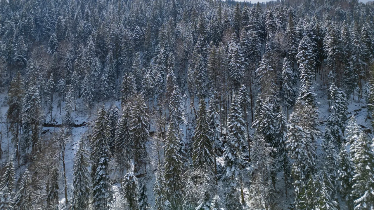 Romsilva, ACHIZIȚIE de peste patru mii de hectare de pădure în Neamț. La cât se ridică costurile tranzacției