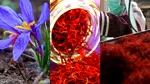 Ce este „Aurul Roșu”, cea mai scumpă mirodenie din lume, care se culege manual în Grecia