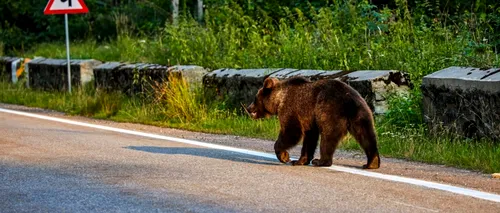 Ursul din Ploiești, care a terorizat orașul în ultimele zile, a fost capturat. Unde l-au prins autoritățile