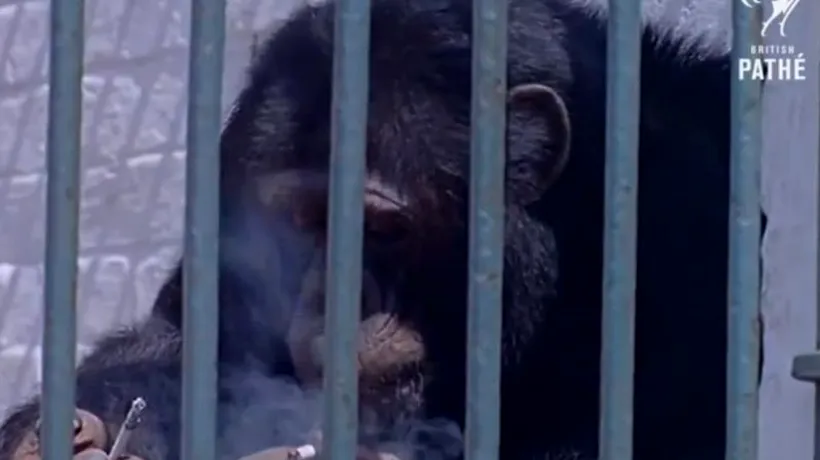 IMAGINI DE ARHIVĂ: cum fumează un cimpanzeu țigară după țigară. VIDEO