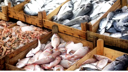 Pescarii români, o specie pe cale de DISPARIȚIE în Marea Neagră