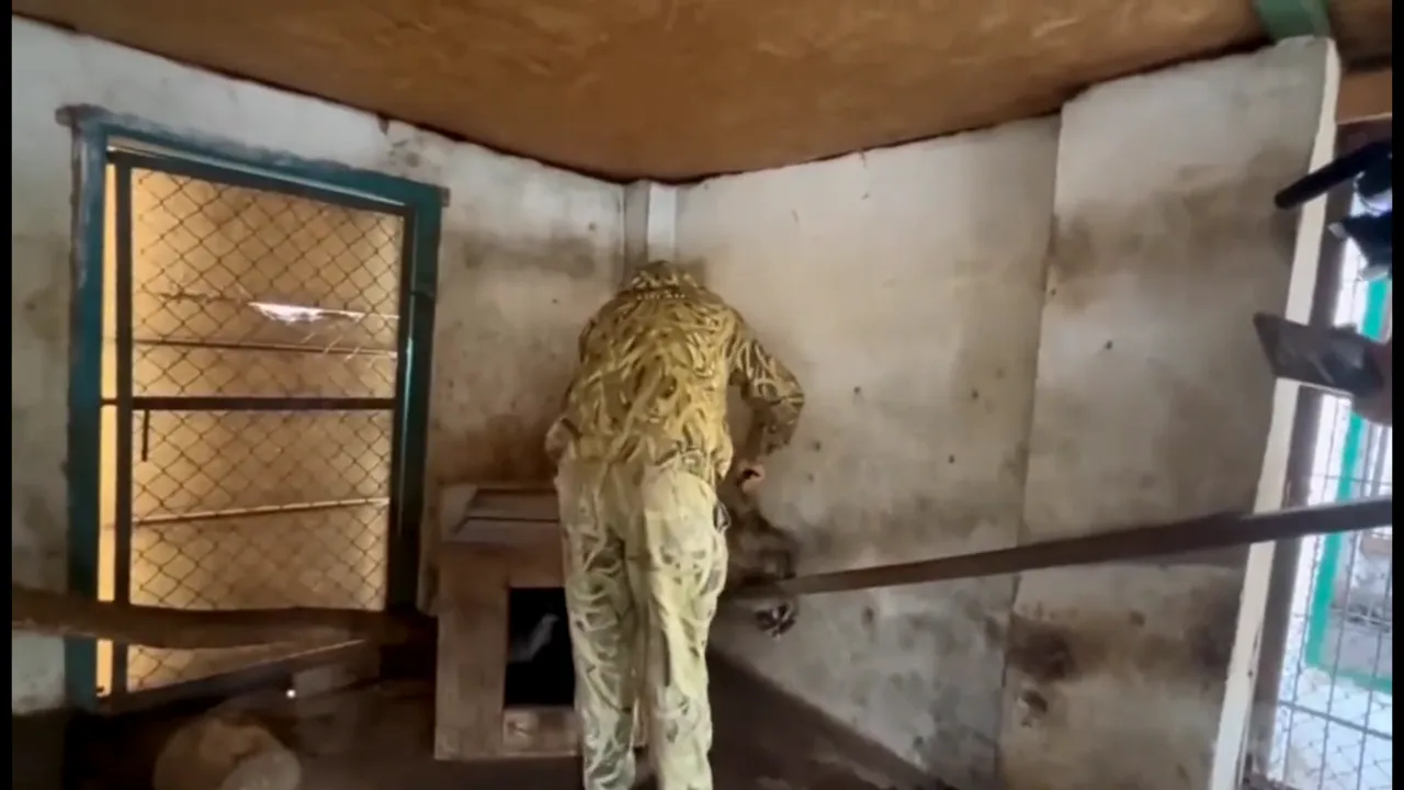 Soldații ruși au fost filmați în timp de furau animale de la grădina zoologică din Herson. Au luat ratoni, lupi, păuni, o lamă și un măgar