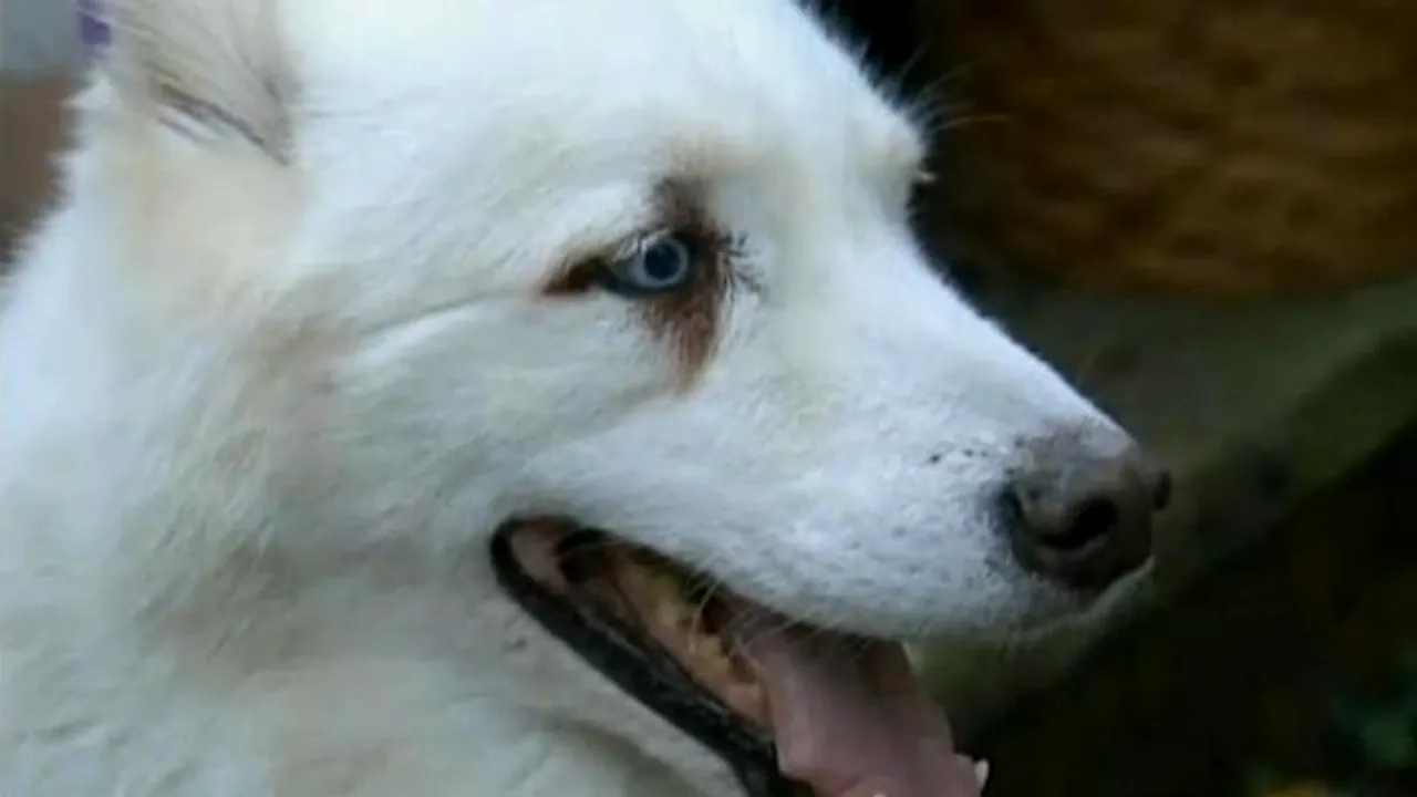 Un câine a traversat New York-ul pentru a ajunge la spitalul unde era internat stăpânul său