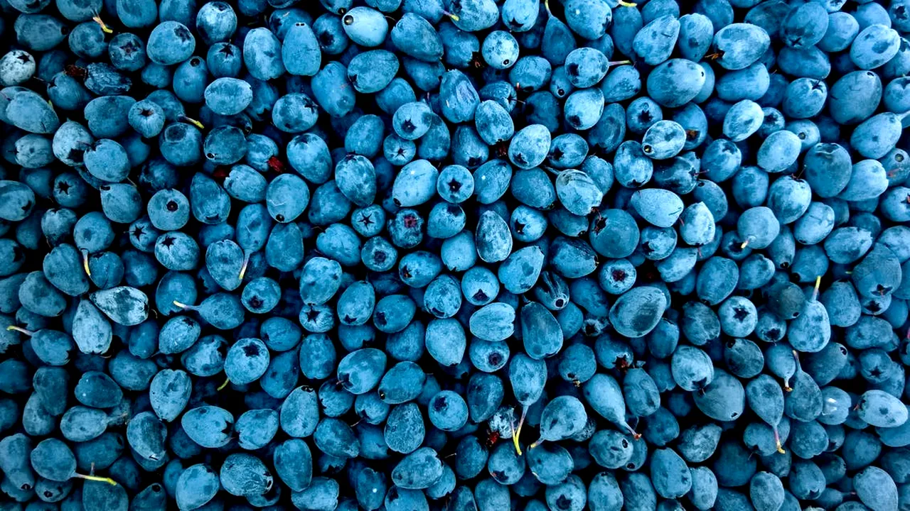 Cum să faci bani frumoși în România! O familie s-a îmbogățit după ce a plantat un fruct banal