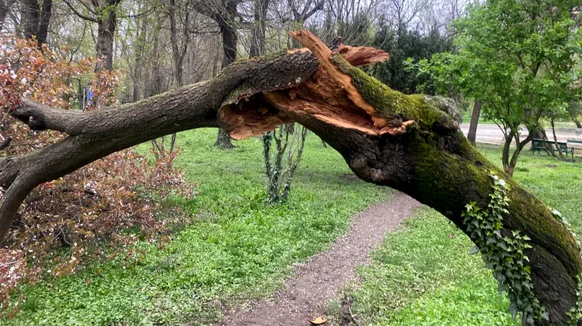 Sancțiuni DURE pentru cei care taie copacii fără avizul Primăriei București. Municipalitatea vrea să crească amenzile