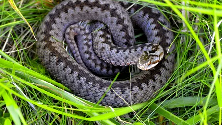 Băiat de 13 ani din Suceava, MUȘCAT de o viperă în curtea casei. Copilul se juca lângă un coteț, când a fost atacat de reptilă