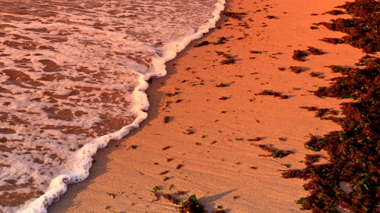 Fenomenul de la Marea Neagră care i-a uimit pe localnici și turiști, la finalul lui septembrie 2024. Ce a apărut pe Faleza Nord din Constanța