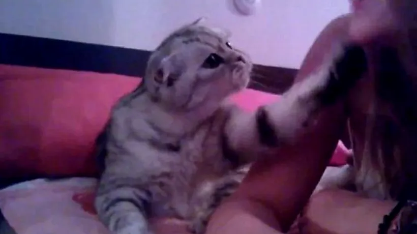 VIDEO. Cât poate insista o pisică pentru a câștiga atenția stăpânei sale