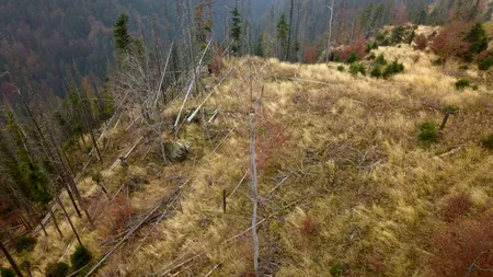 GALERIE FOTO | ONG-ul Agent Green trage un semnal de alarmă: „Distrugerea pădurilor din România este o problemă sistemică uriașă” / Cerințele activiștilor pentru Guvernul României