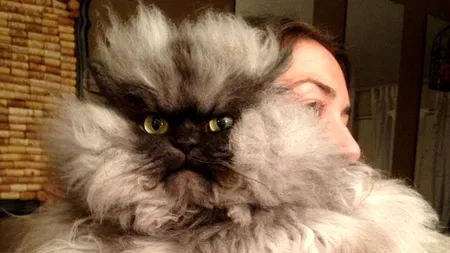 Colonel Meow, cel mai nervos motan din lume. GALERIE FOTO