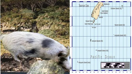 În 1807, navigatorii au lăsat câțiva porci pe o insulă pustie. 192 de ani mai târziu, salvatorii au găsit pe Insulele Auckland o rasă foarte specială