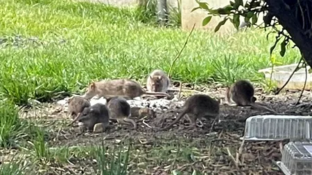 Localnicii unui important oraș din România, disperați după ce au fost invadați de ȘOBOLANI. „Dacă mușcă un copil, ce se întâmplă?“