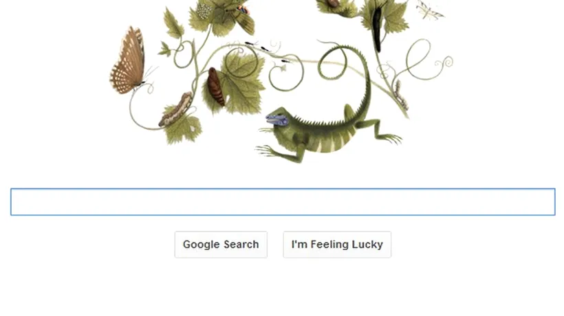 MARIA SIBYLLA MERIAN, intrată în istorie cu desenele ei cu plante și insecte, omagiată astăzi de Google. MARIA SIBYLLA MERIAN, apreciată abia la sute de ani după moartea sa. VIDEO