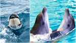 Ce au descoperit oamenii de știință, după ce au observat relația dintre un grup de delfini și unul de orci. Ce au relevat filmările subacvatice