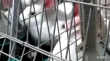 Discuții aprinse în ceea ce privește bunăstarea celei de-a doua cea mai abatorizată specie de animale din UE